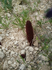 Cynomorium coccineum