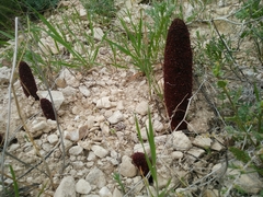 Cynomorium coccineum