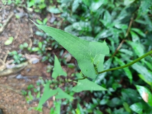 Dioscorea sagittata (Dioscorea sagittata)