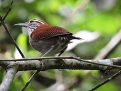 Thryophilus rufalbus