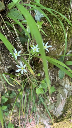 Ornithogalum divergens, photograph 5