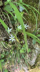 Ornithogalum divergens, photograph (c) Paolo Zucca, some rights reserved (CC BY)