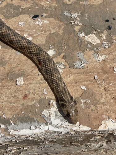 Moila Snake