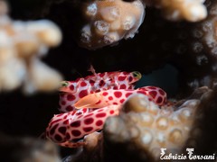 Trapezia rufopunctata