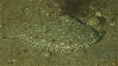Pardachirus hedleyi