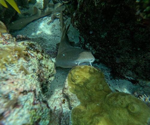 Ginglymostoma cirratum