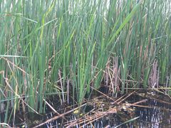 Typha × glauca