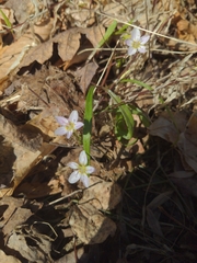 Claytonia virginica