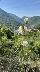 Plantago argentea