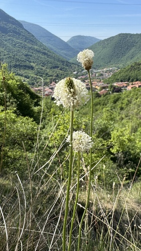 Plantago argentea, photograph 2