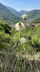 Plantago argentea, photograph (c) Paolo Zucca, some rights reserved (CC BY)