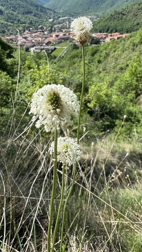 Plantago argentea, photograph 3