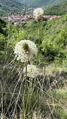 Plantago argentea, photograph (c) Paolo Zucca, some rights reserved (CC BY)