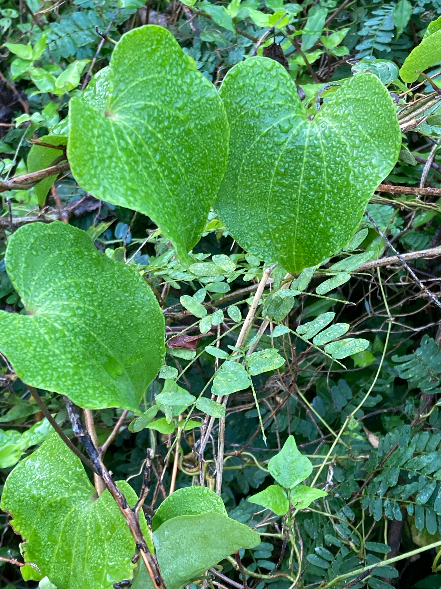 Imagem de Dioscorea sylvatica