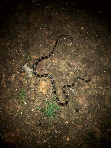 Blue Nile Cat Snake