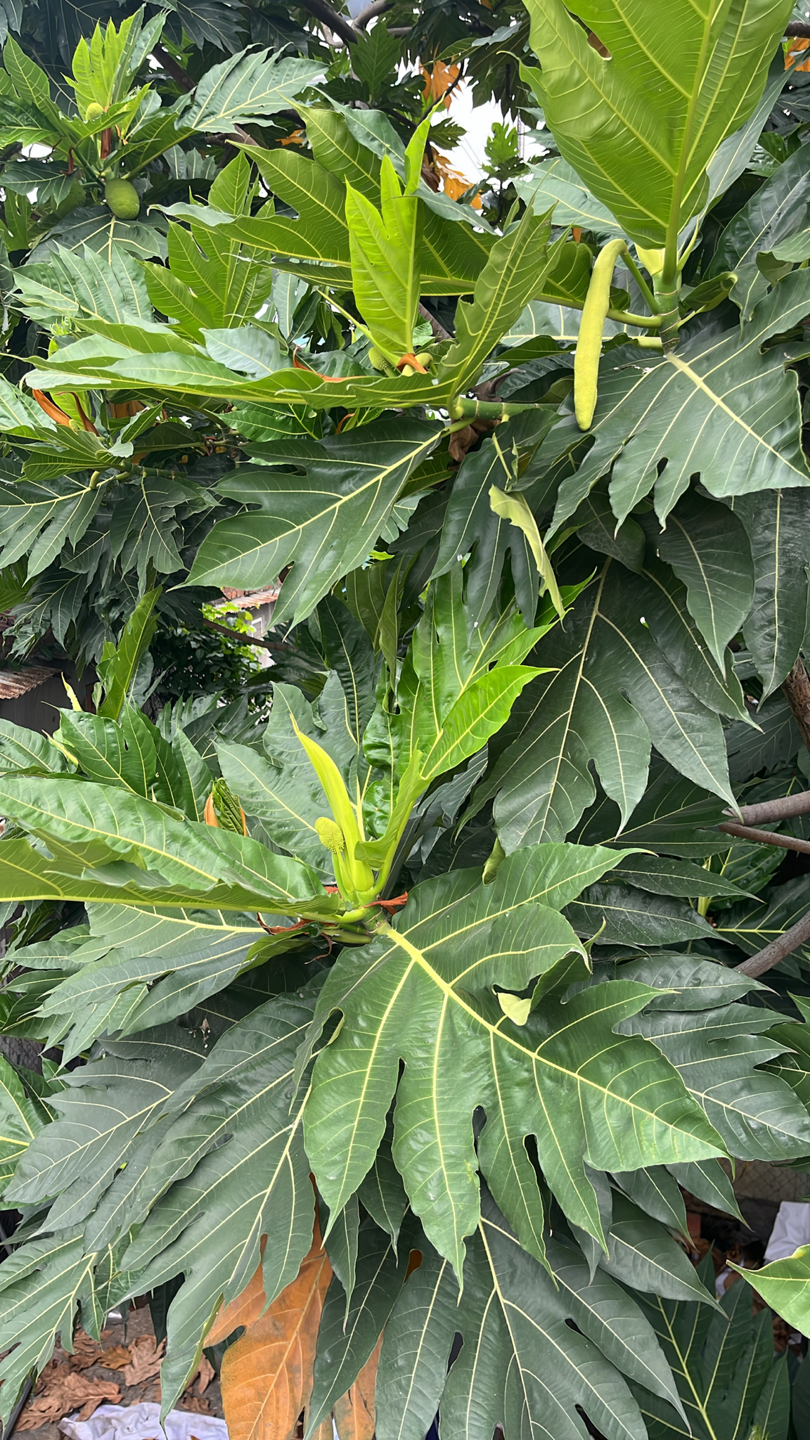 Artocarpus altilis (Artocarpus altilis)
