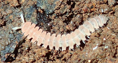 Pyrgodesmidae
