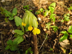 Primula veris