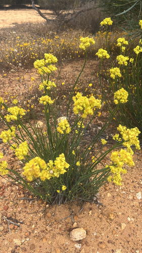 Glischrocaryon aureum, 2025-10-18