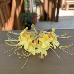 Rhododendron austrinum