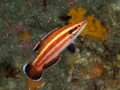 Hogfish photo 1