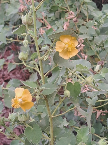 Abutilon hirtum, photograph 3