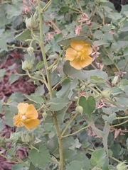 Abutilon hirtum, photograph author not stated, no rights reserved