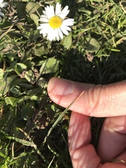 Bellis perennis