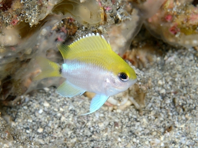 Okinawa Chromis