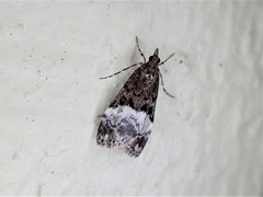 Scoparia minusculalis