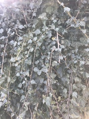 Hedera helix