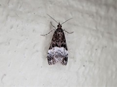 Scoparia minusculalis
