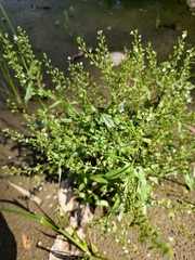 Veronica undulata, photograph (c) 雲一百香果, some rights reserved (CC BY)