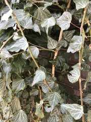 Hedera helix