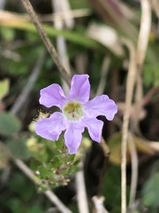 Cuphea ciliata