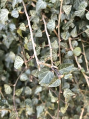 Hedera helix