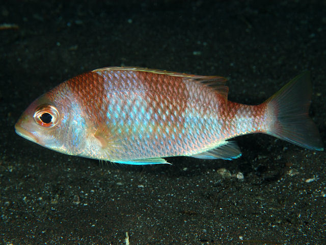 Unarmed Dwarf Monocle Bream