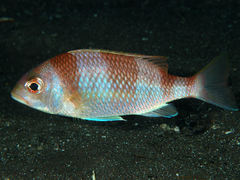 Unarmed Dwarf Monocle Bream photo 1