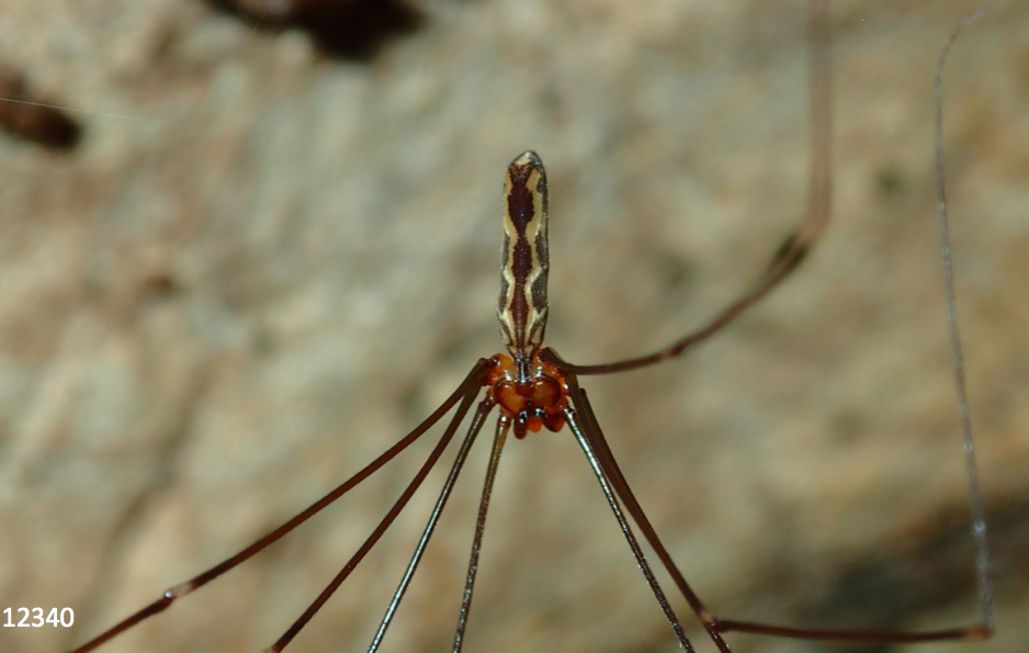 Smeringopina