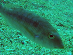 Unarmed Dwarf Monocle Bream photo 2