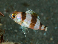 Unarmed Dwarf Monocle Bream photo 3