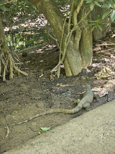 Common Water Monitor