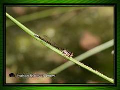 Ischnura denticollis