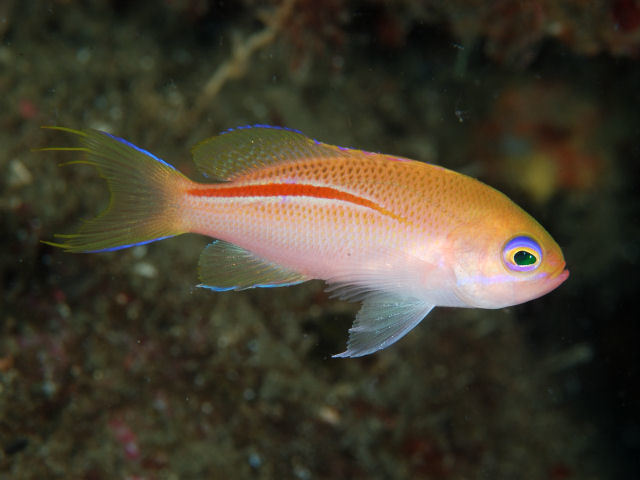 Nipponic Anthias
