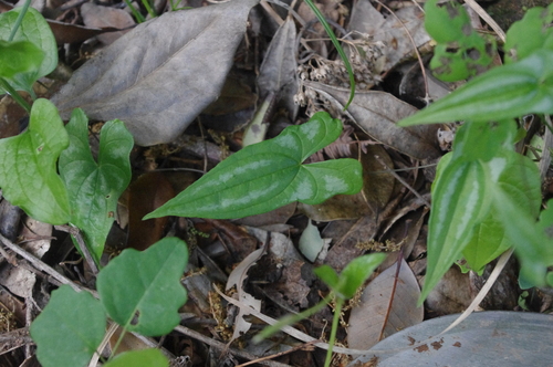 Dioscorea izuensis iNat (3)
