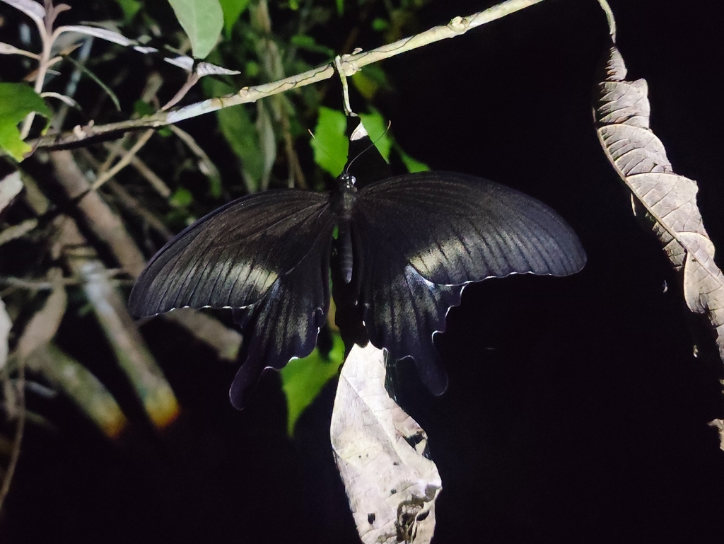 Canopus Swallowtail (Papilio fuscus)
