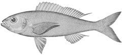 Lavender Jobfish photo 4