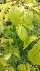 (c) Wilma Harper, some rights reserved (CC BY) Parrotia persica, photograph (c) Wilma Harper, some rights reserved (CC BY)