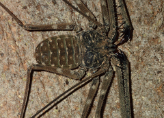 Phrynichidae