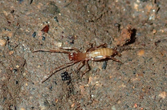 Schizomus